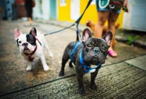 Your Pet-Friendly Home Clean