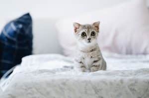 Keeping Your Pet Home Clean