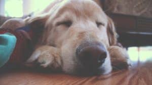 Pet-Friendly Home
