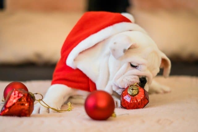Clean Home Holiday Survival Guide
