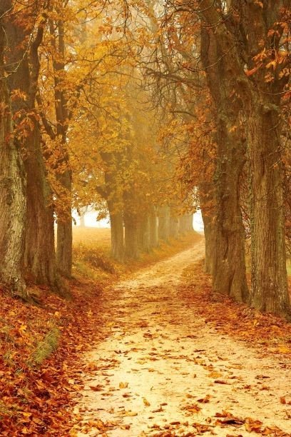 Trees Seasons